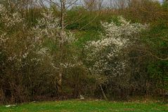 Der Frühling ist nun auch bei den Bäumen angekommen.