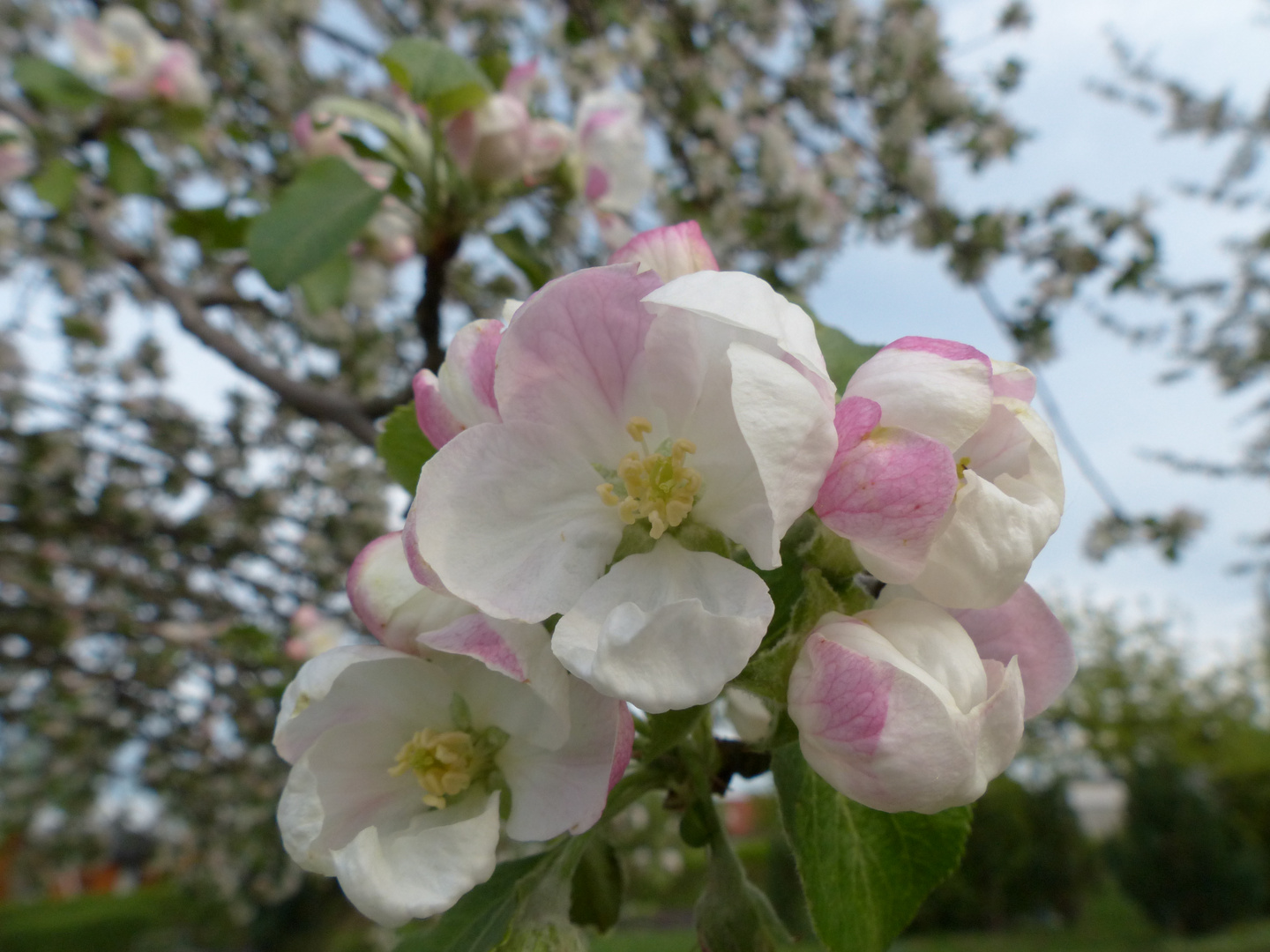 Der Frühling ist nun da :-)