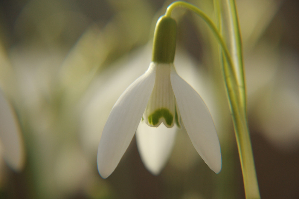 Der Frühling ist nun da!