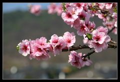 Der Frühling ist Rosa