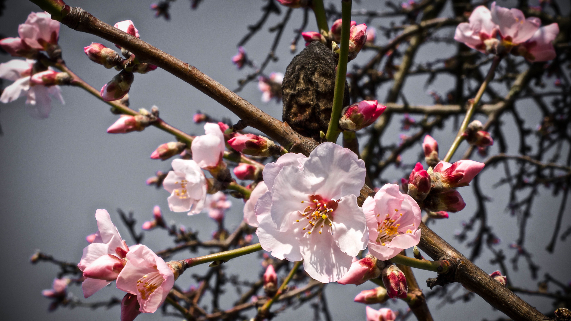 Der Frühling ist rosa