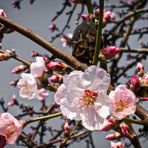 Der Frühling ist rosa