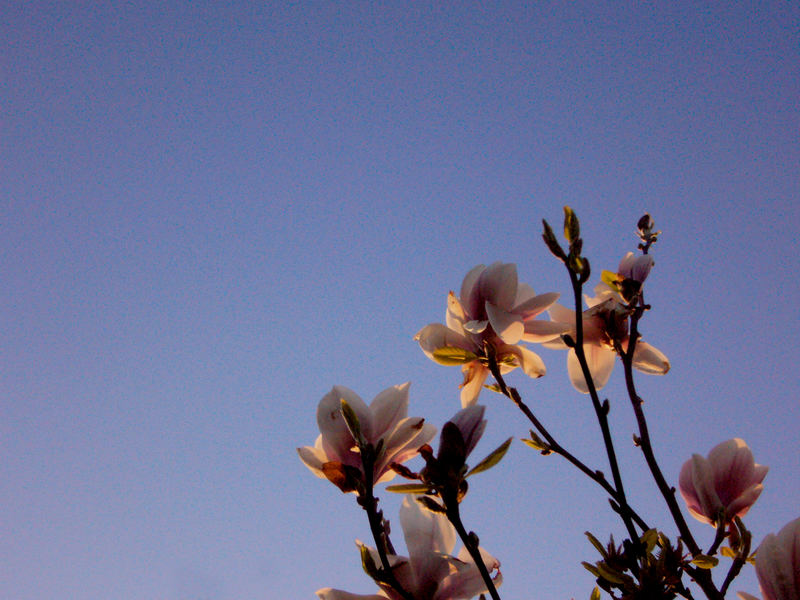 Der Frühling ist rosa