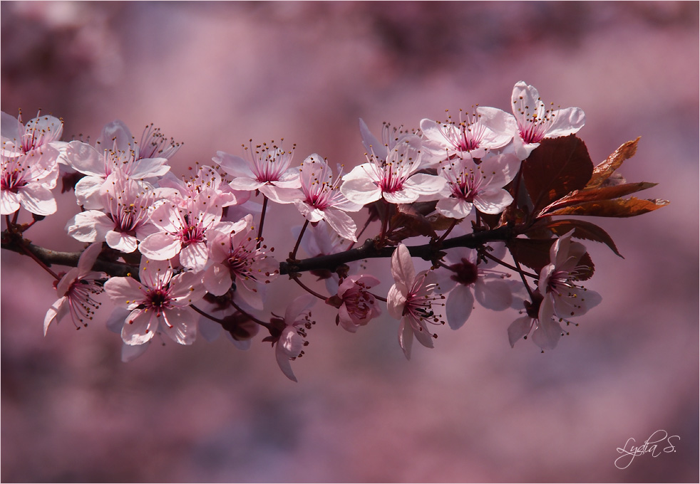 ...der Frühling ist rosa...