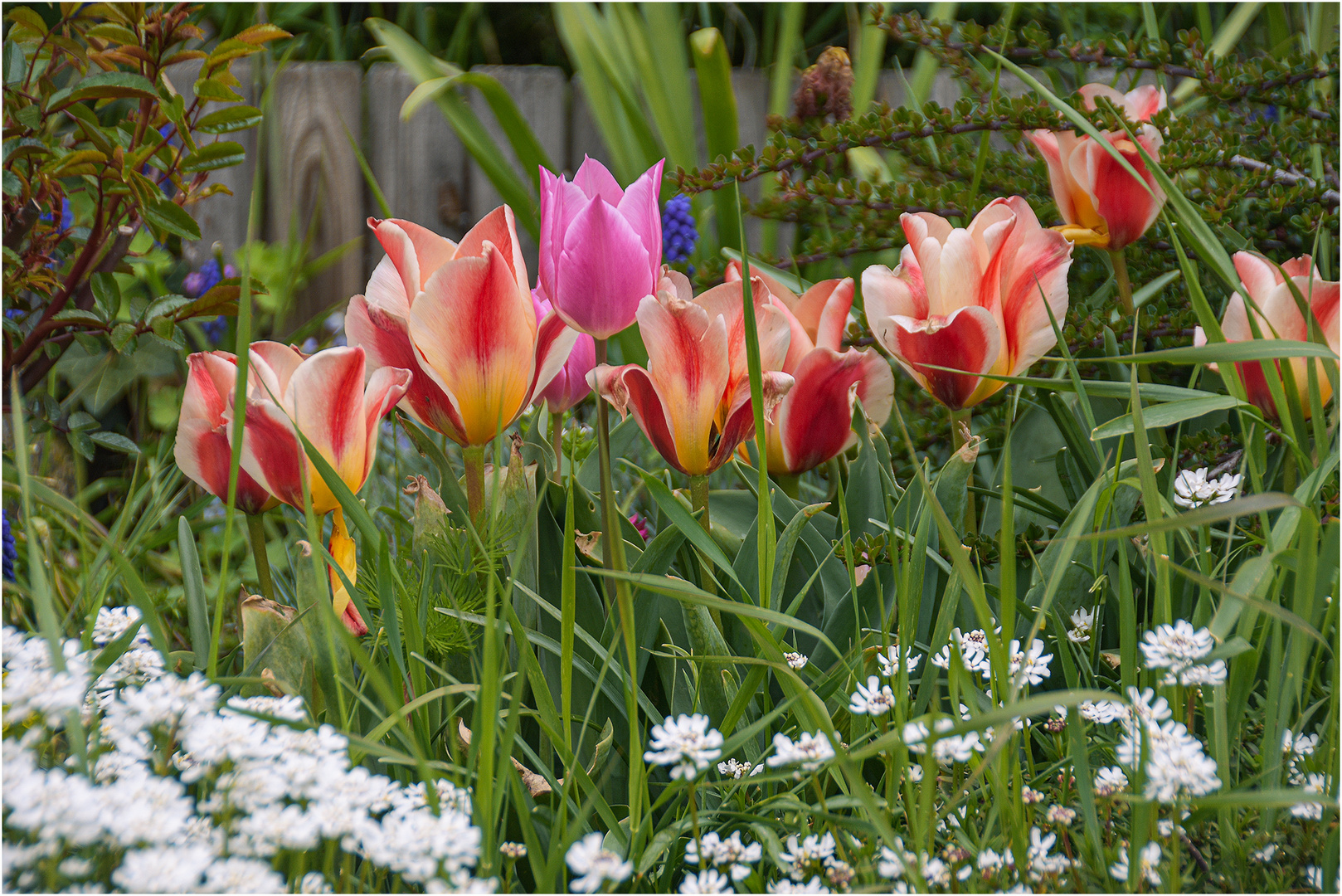 Der Frühling ist schon angekommen