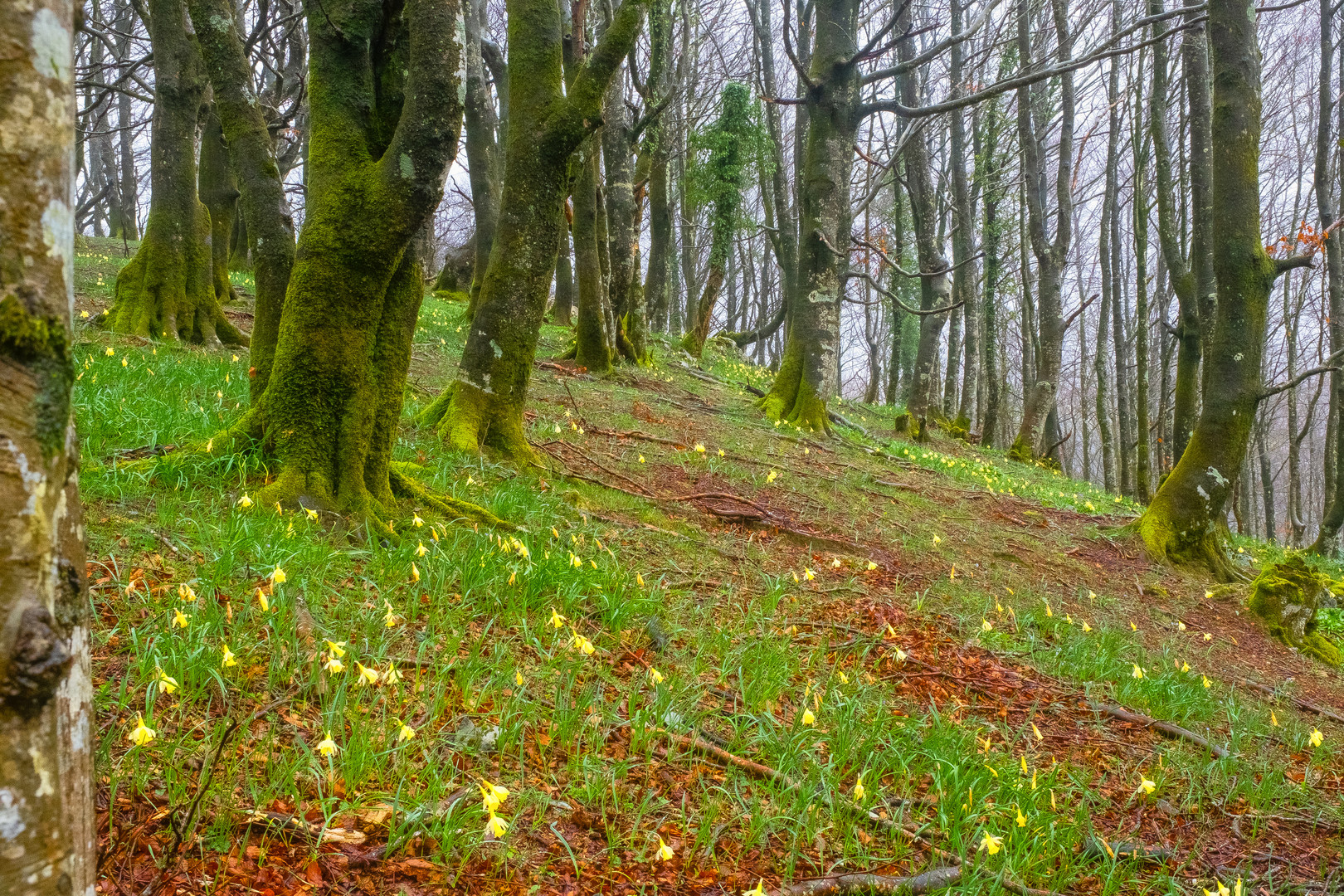 Der Frühling ist schon da 2