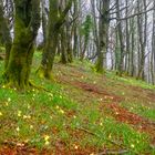 Der Frühling ist schon da 2