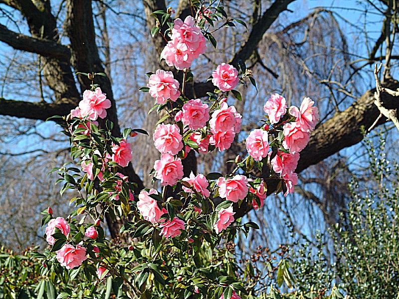 Der Frühling ist schon da.