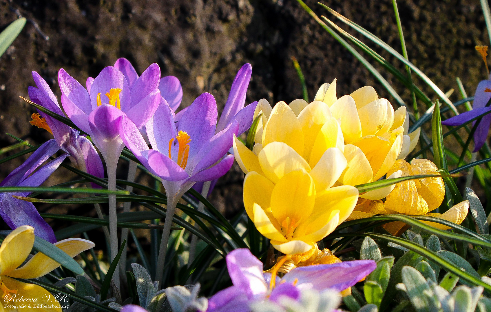 Der Frühling ist schon da :)