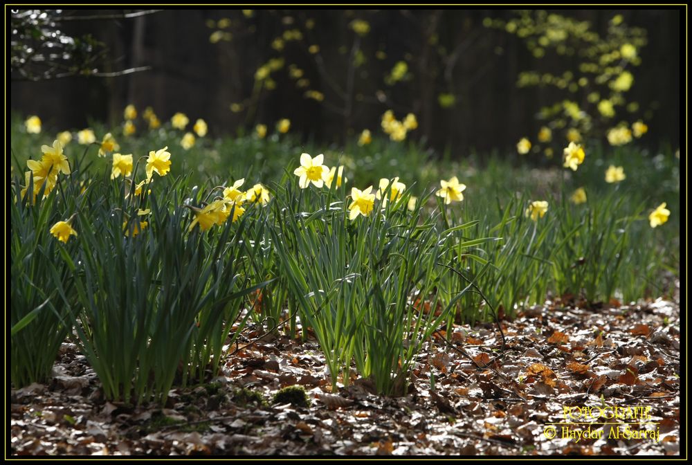 Der Frühling ist schon da, berichtet die Narzisse