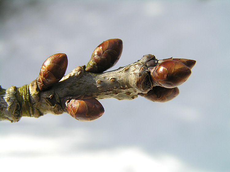 Der Frühling ist schon da ... noch verpackt!