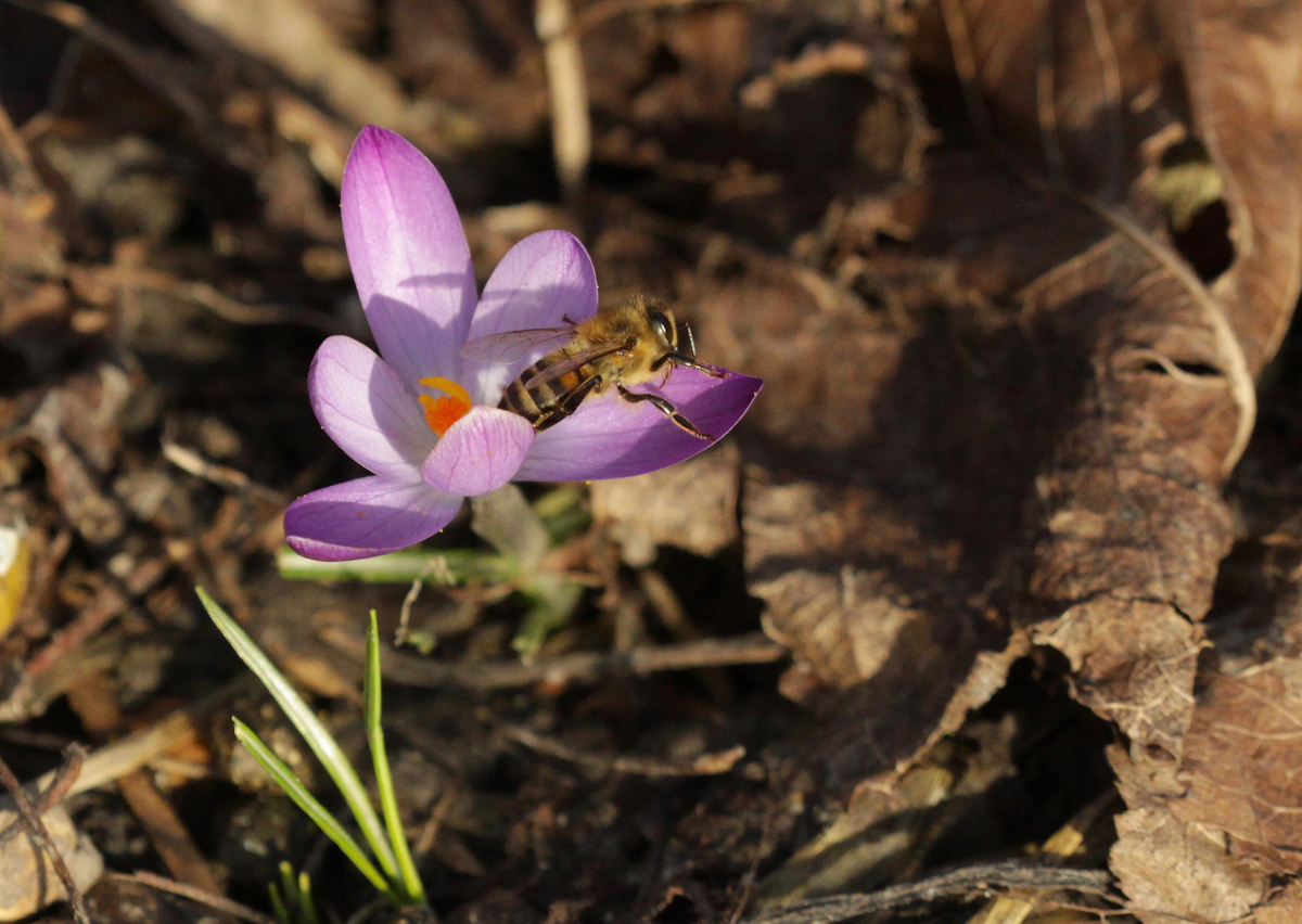 Der Frühling ist schon ganz nah.