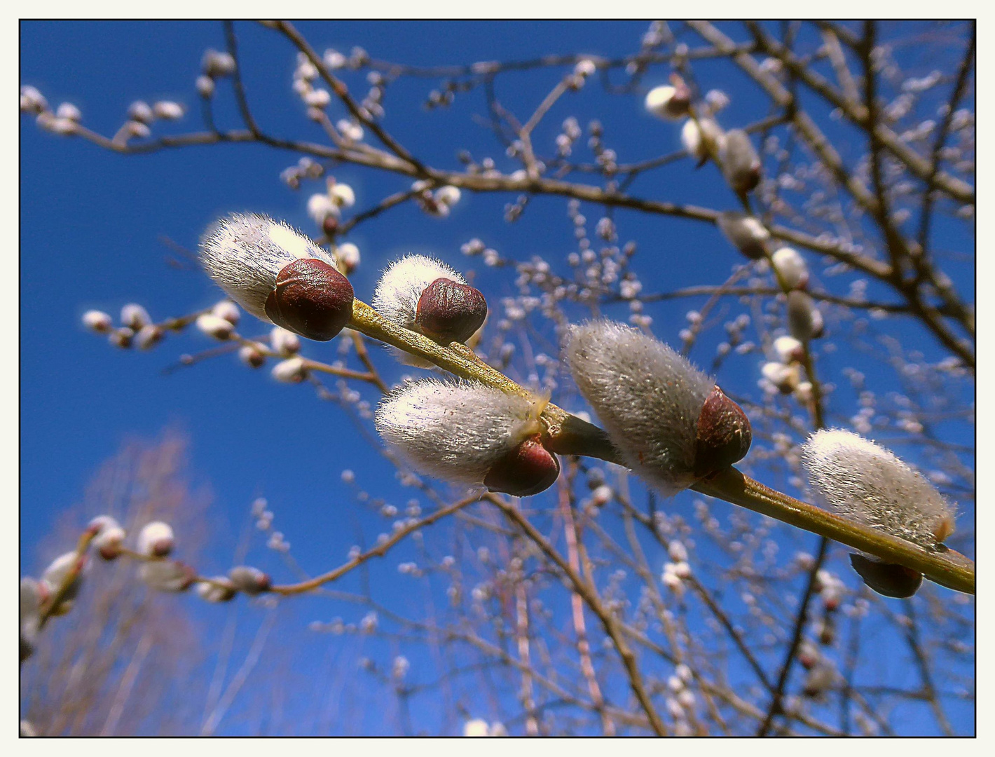  Der Frühling ist sichtbar