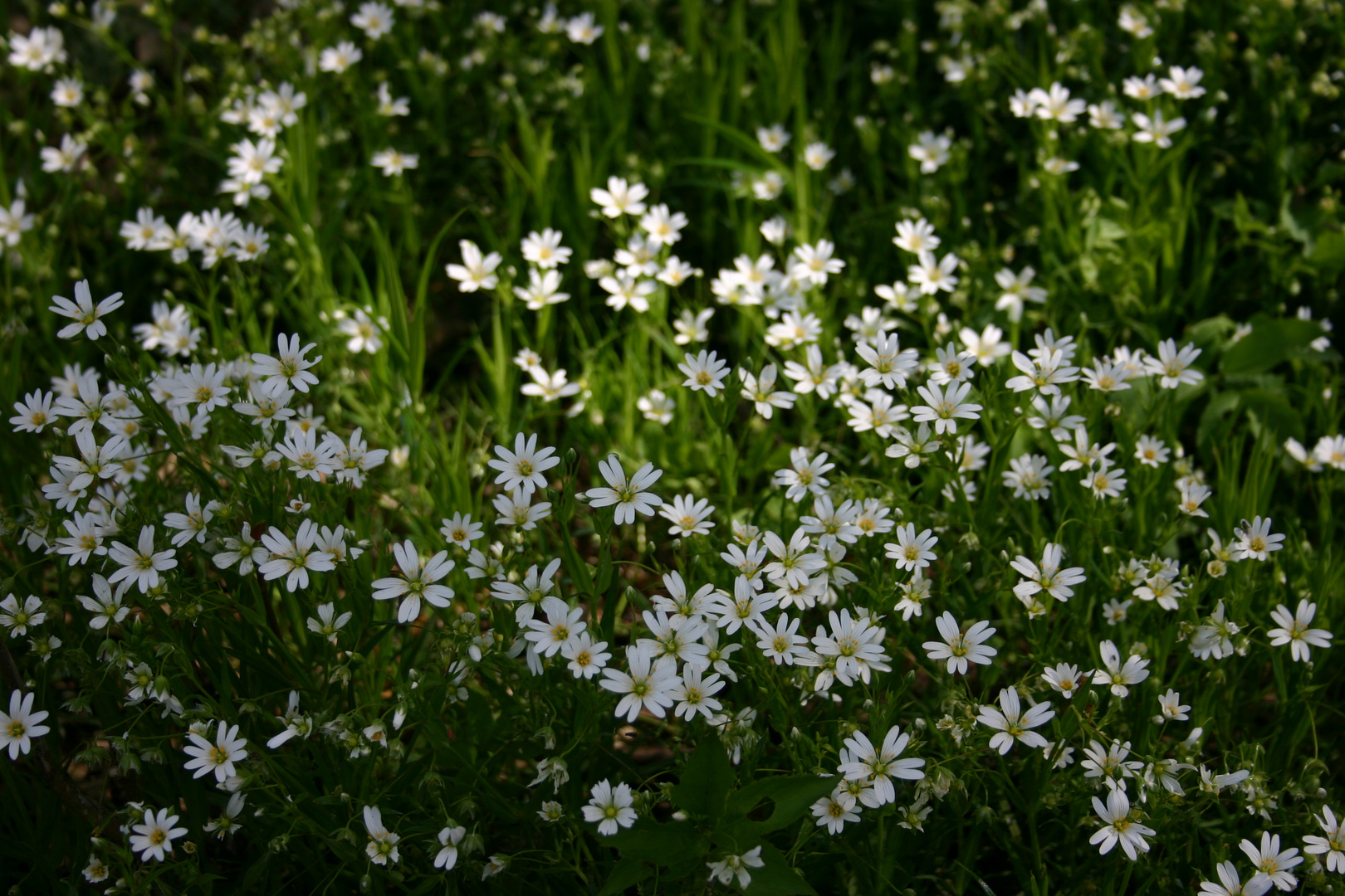 Der Frühling ist toll.