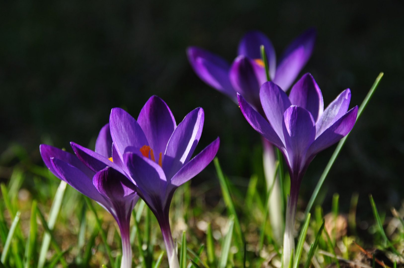 Der Frühling ist über dem Land