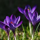 Der Frühling ist über dem Land