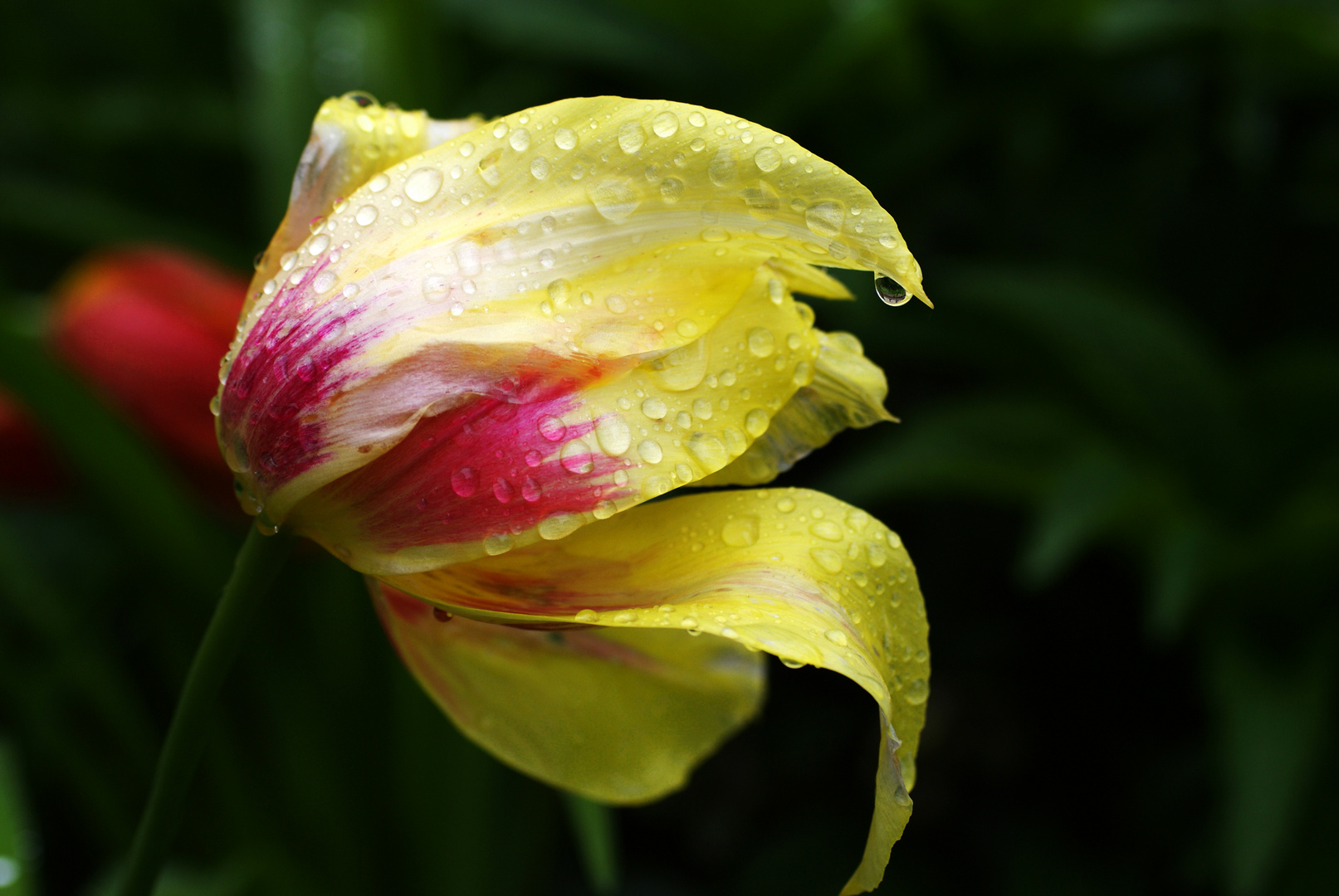 Der Frühling ist vorrüber, nun kommt der Sommer...