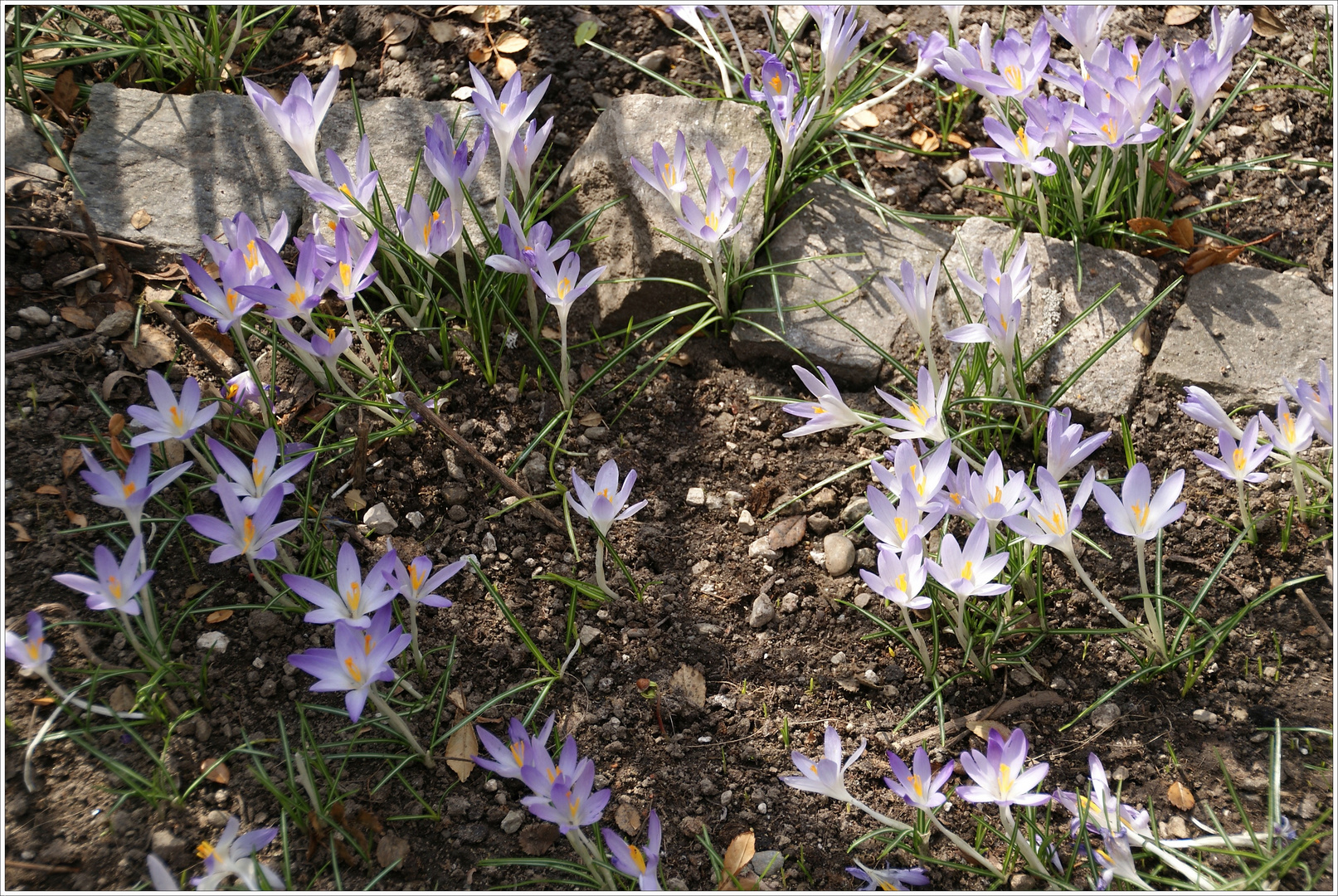 der Frühling ist wieder da 1