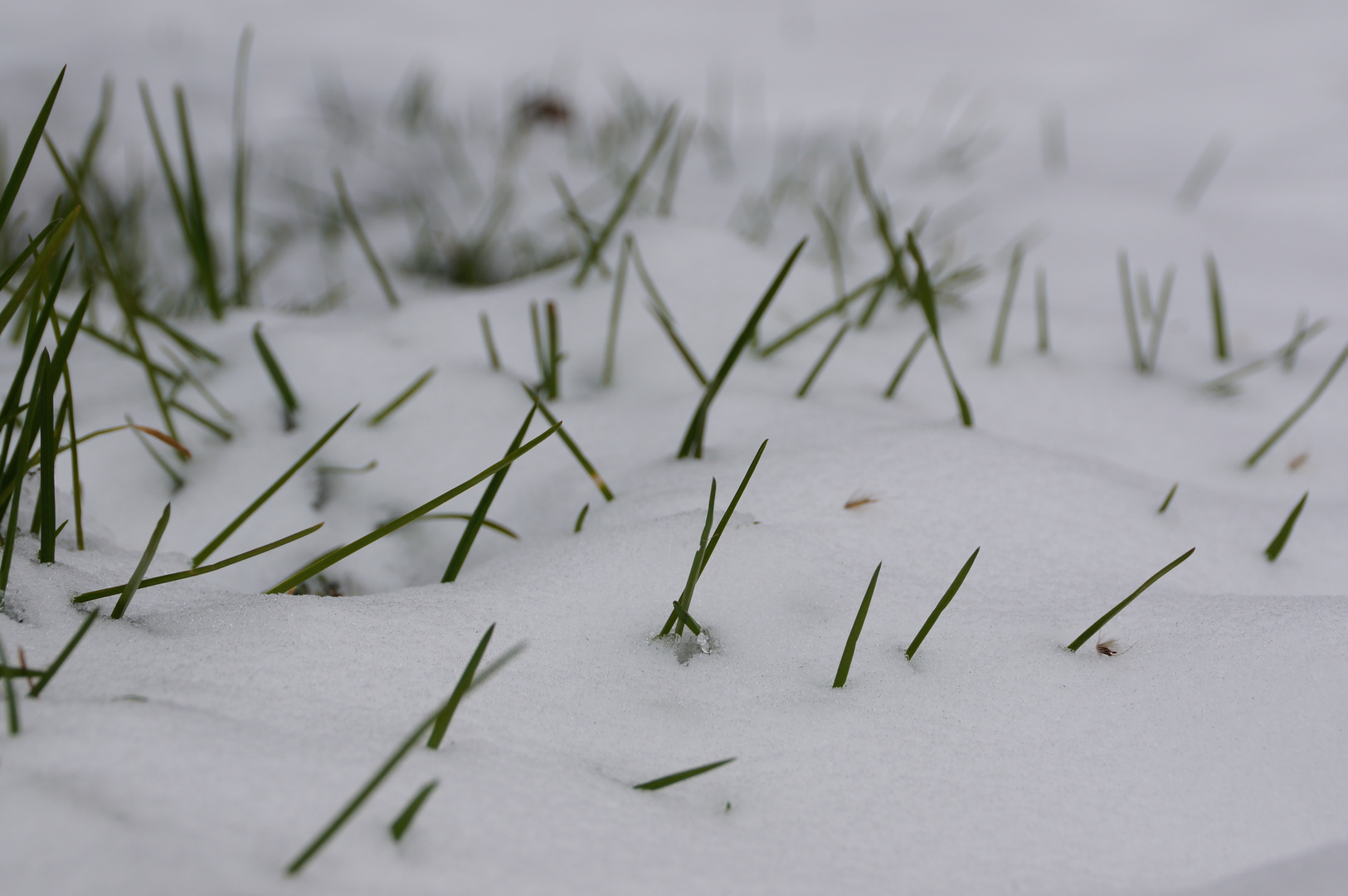 Der Frühling ist zu sehen