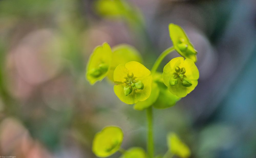 der Frühling ist zurück _ 3