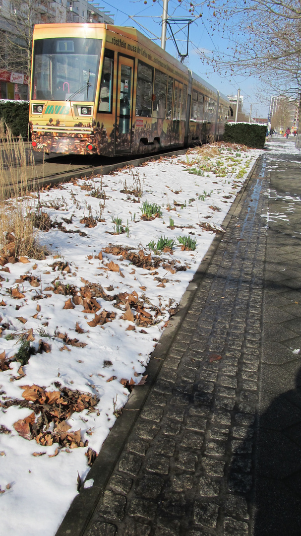 Der Frühling kämpft