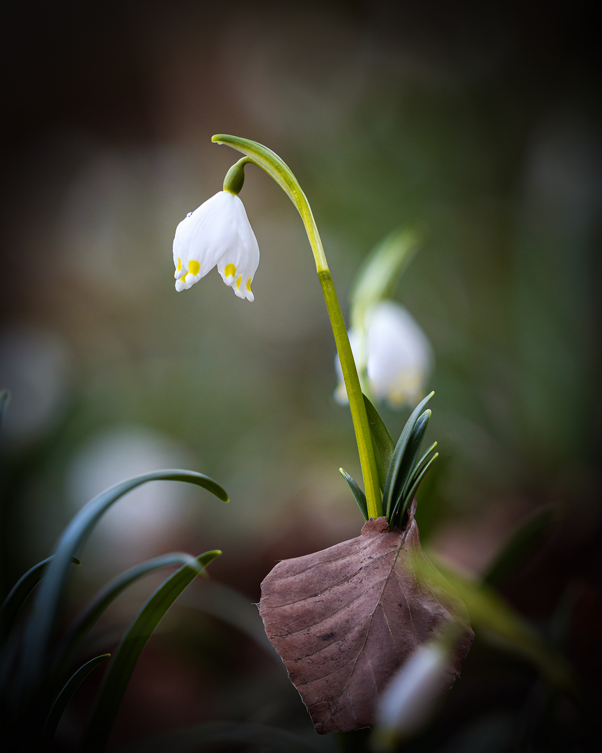 Der Frühling kämpft sich durch...!