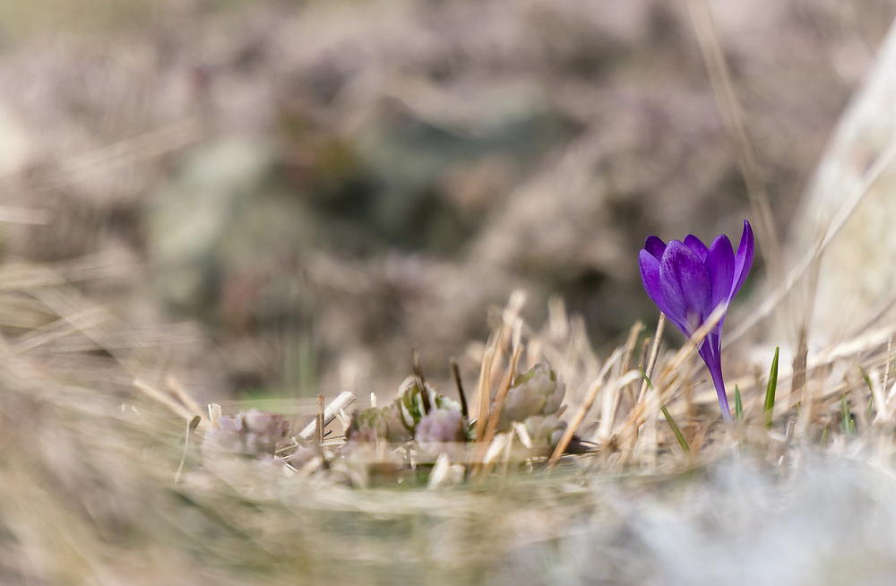 der Frühling kämpft sich durch