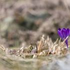 der Frühling kämpft sich durch