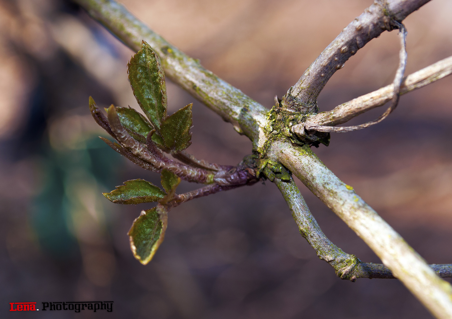 Der Frühling Kämpft sich durch