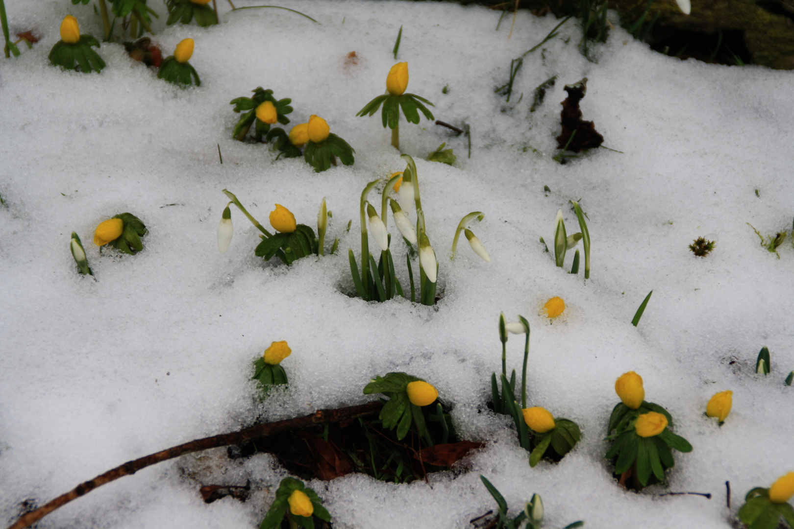 Der Frühling kämpft sich durch