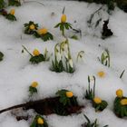 Der Frühling kämpft sich durch