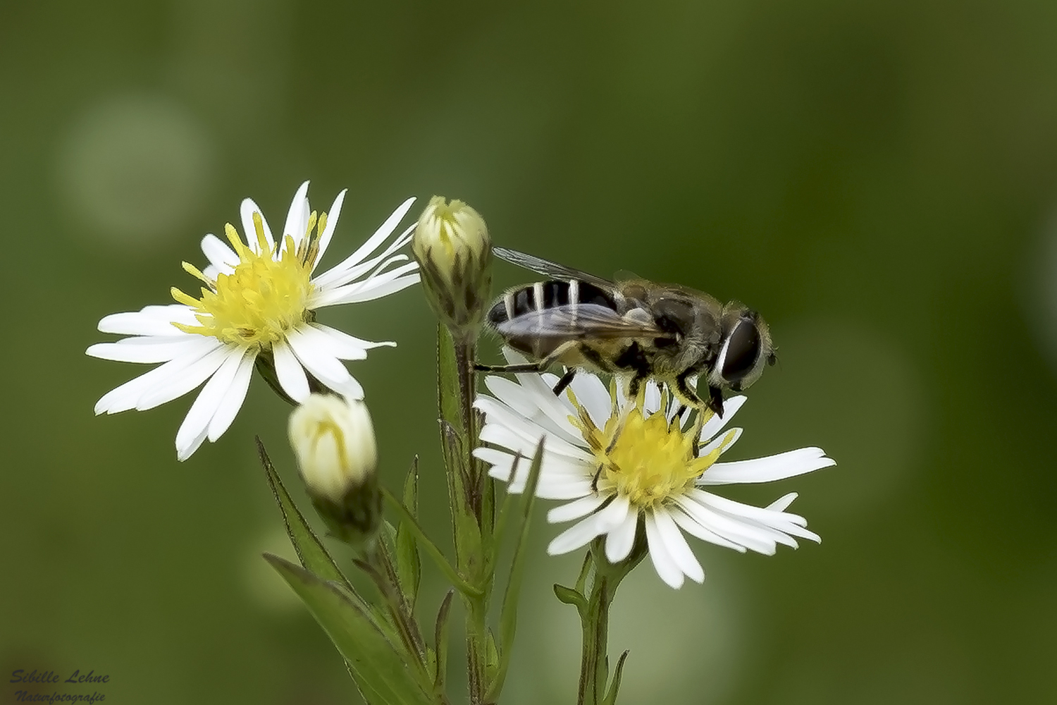 Der Frühling kann kommen