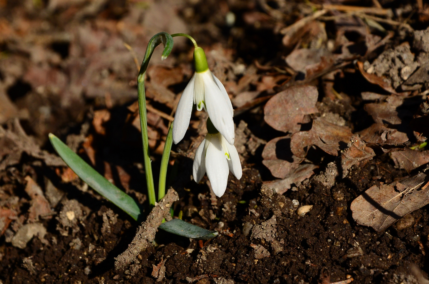 Der Frühling kann kommen