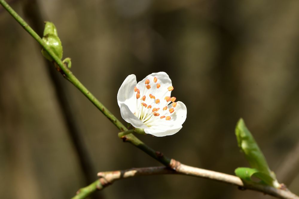 Der Frühling kann kommen