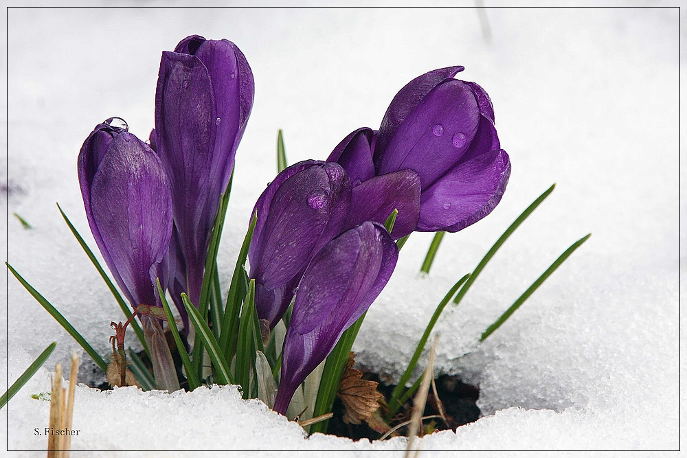 der frühling kann kommen