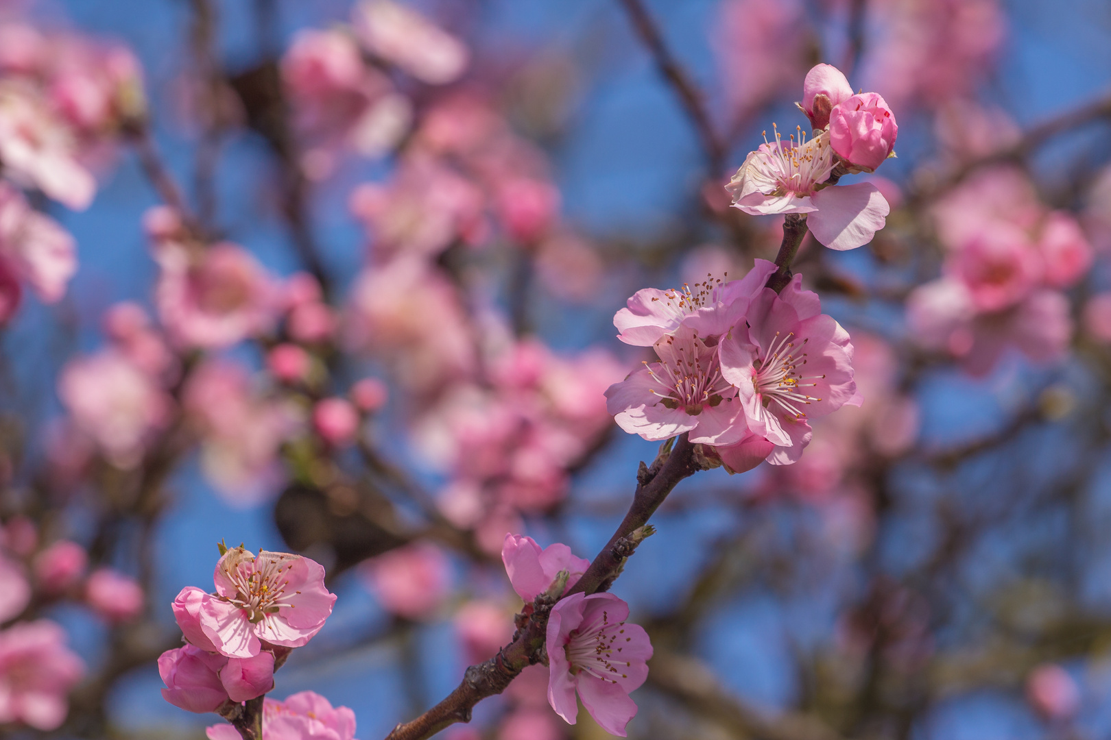 Der Frühling kann kommen