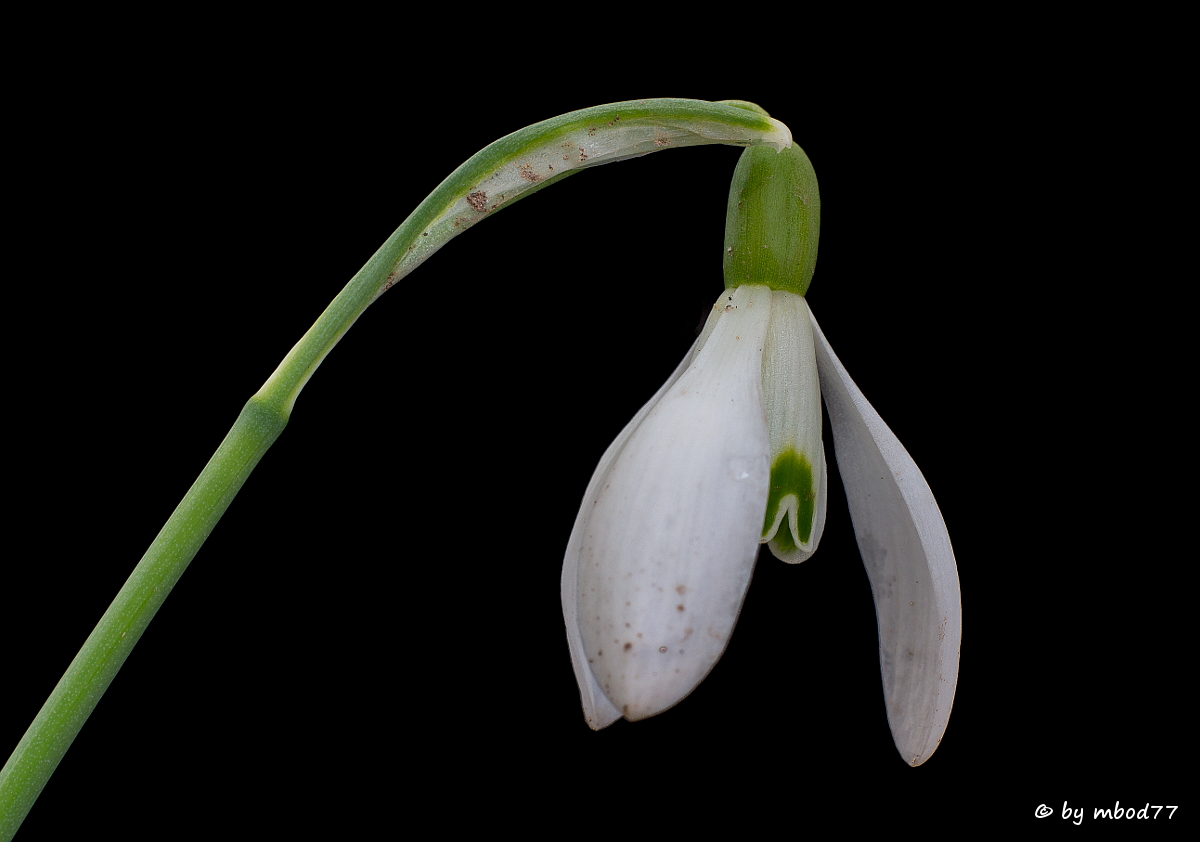 Der Frühling kann kommen . .