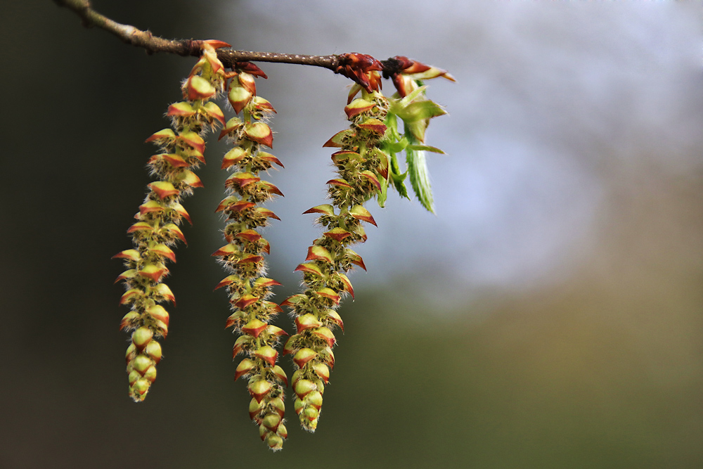 der Frühling kann kommen