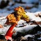 Der Frühling kann nicht mehr weit sein