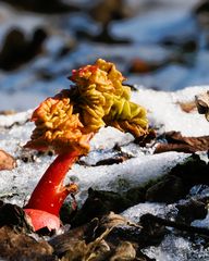 Der Frühling kann nicht mehr weit sein