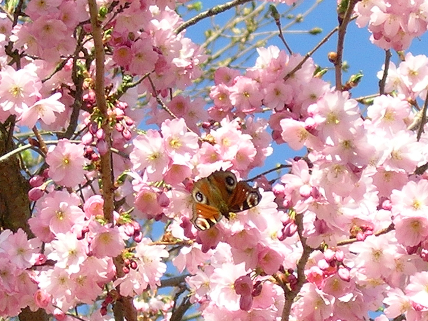 Der Frühling kann so herrlich kitschig sein...