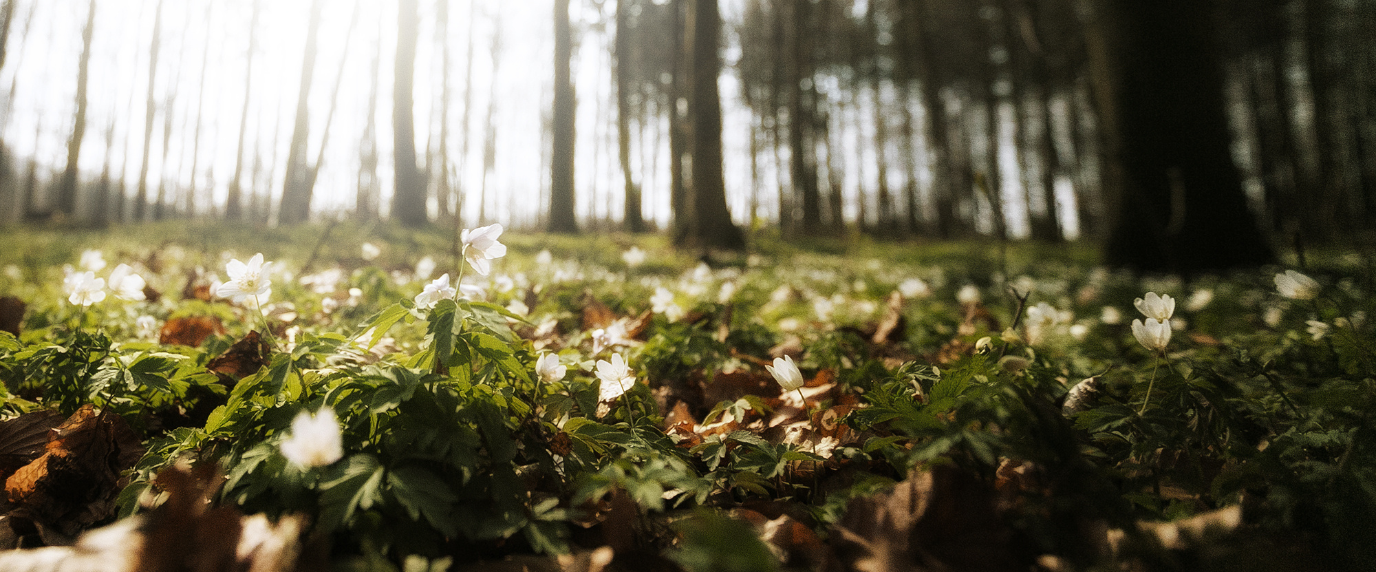 Der Frühling kehrt ein