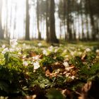 Der Frühling kehrt ein