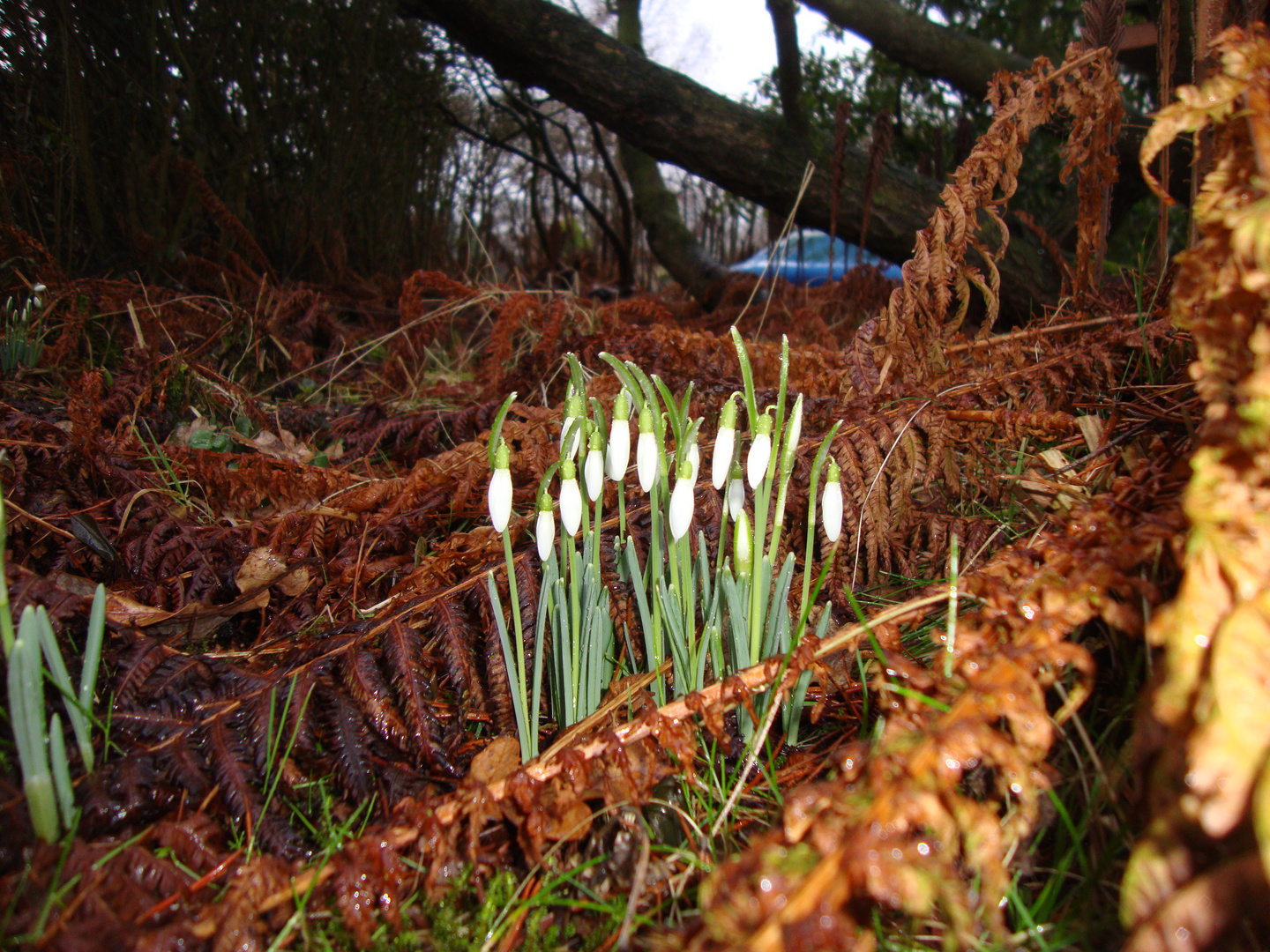 Der Frühling klopft an...