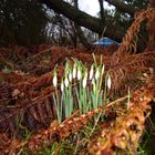 Der Frühling klopft an...