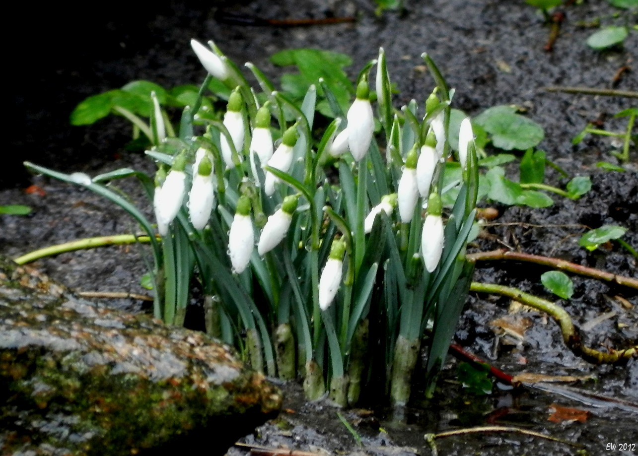 der Frühling klopft an...