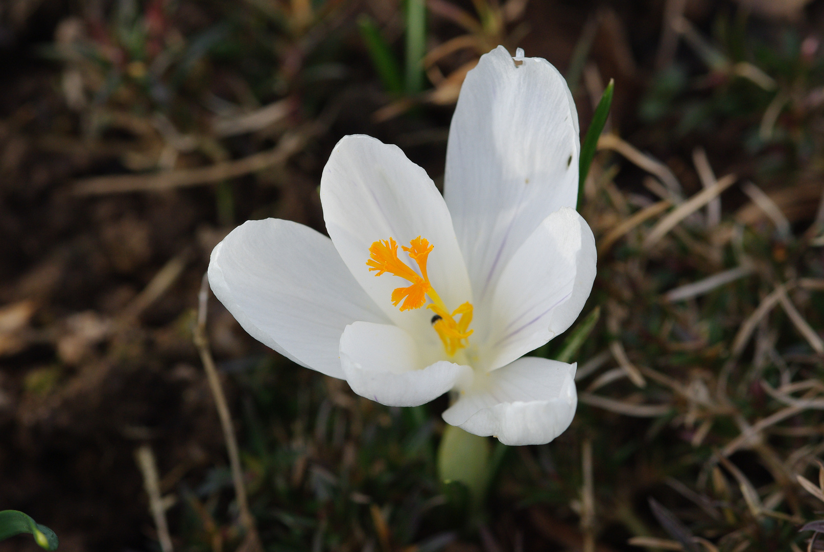 Der Frühling klopft an