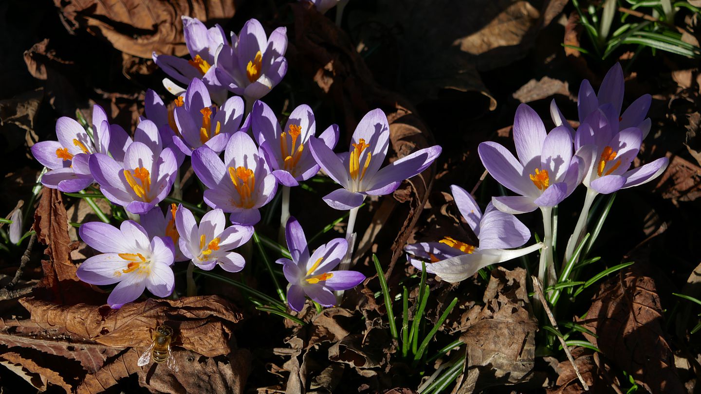 Der Frühling klopft an