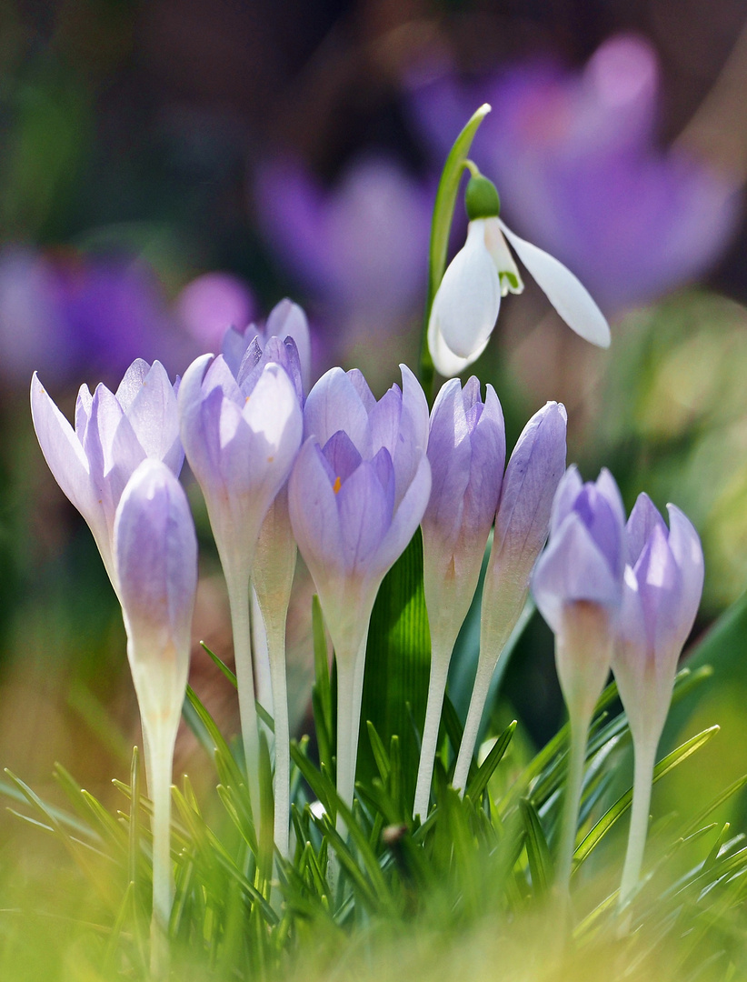 Der Frühling klopft an