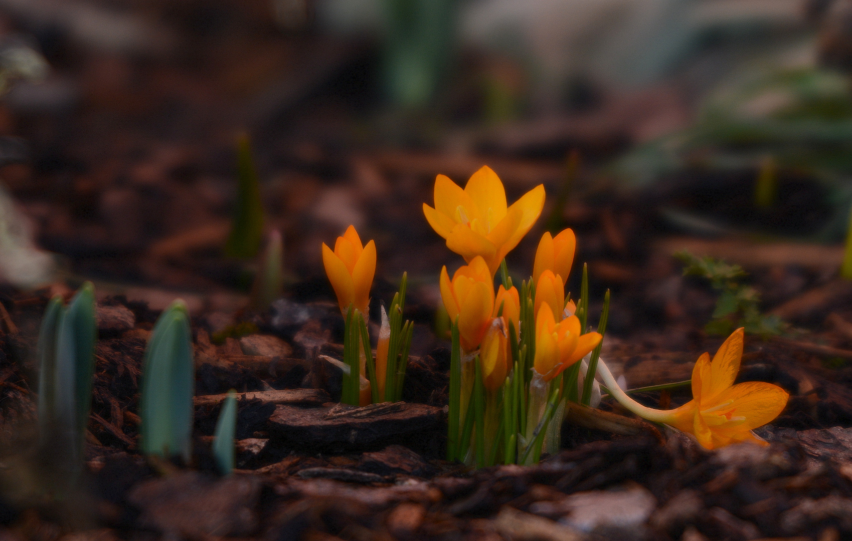 der frühling klopft an